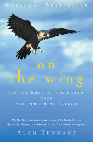 Following a Peregrine Falcon